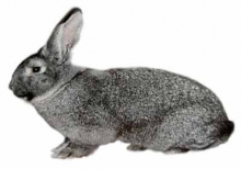 Мех кролика порода Советская шиншилла.